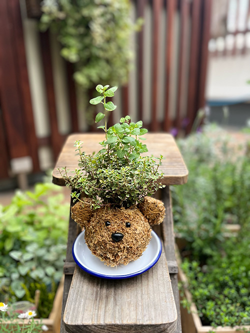 「ハーブのくま苔玉」